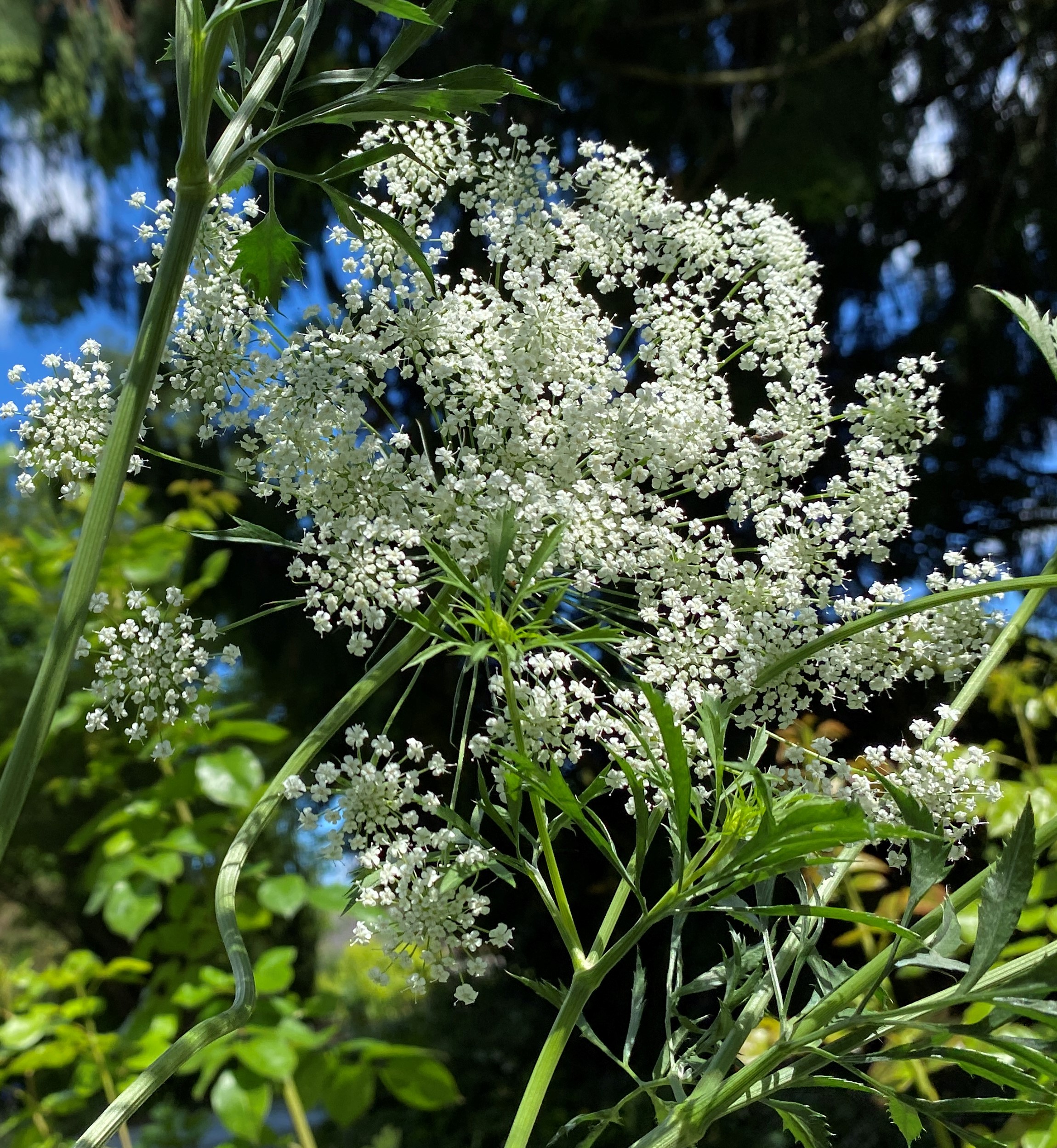 Bellevue Botanical Garden
