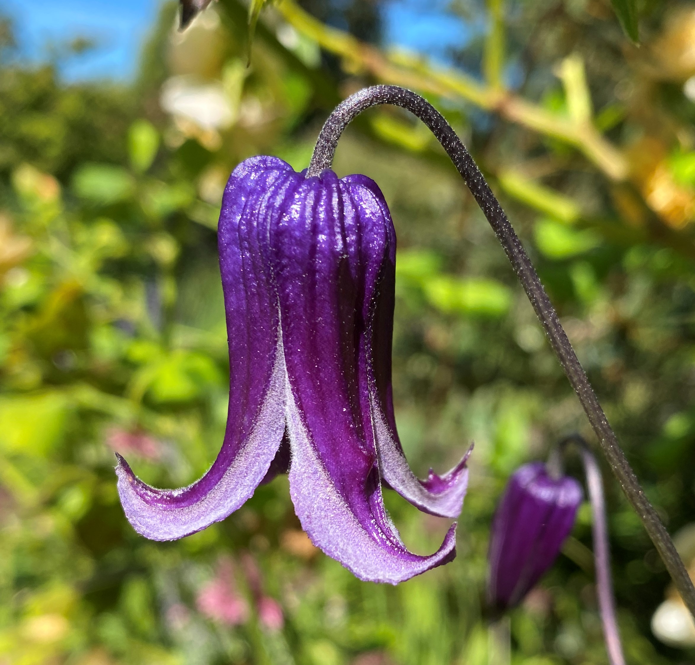 Bellevue Botanical Garden