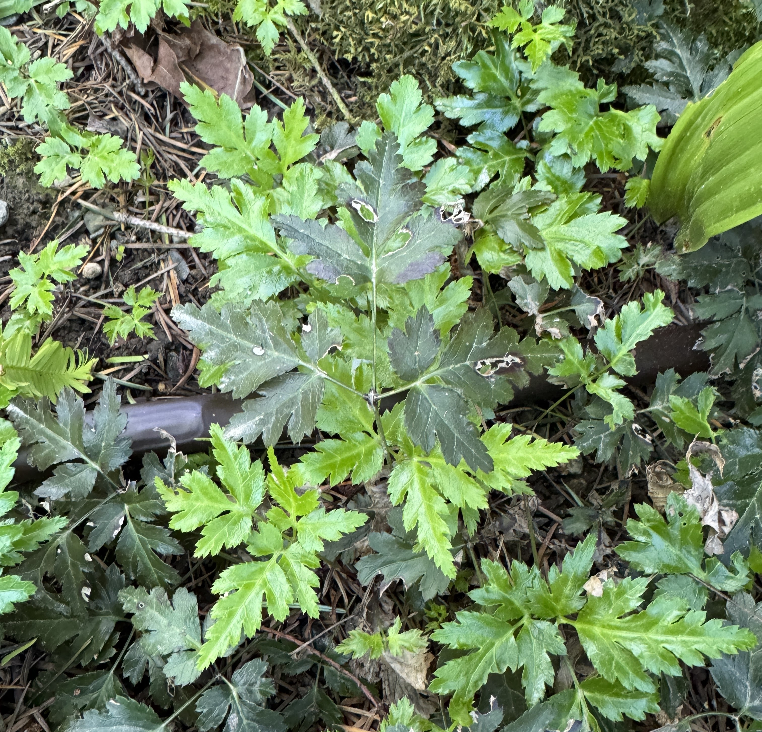 Bellevue Botanical Garden