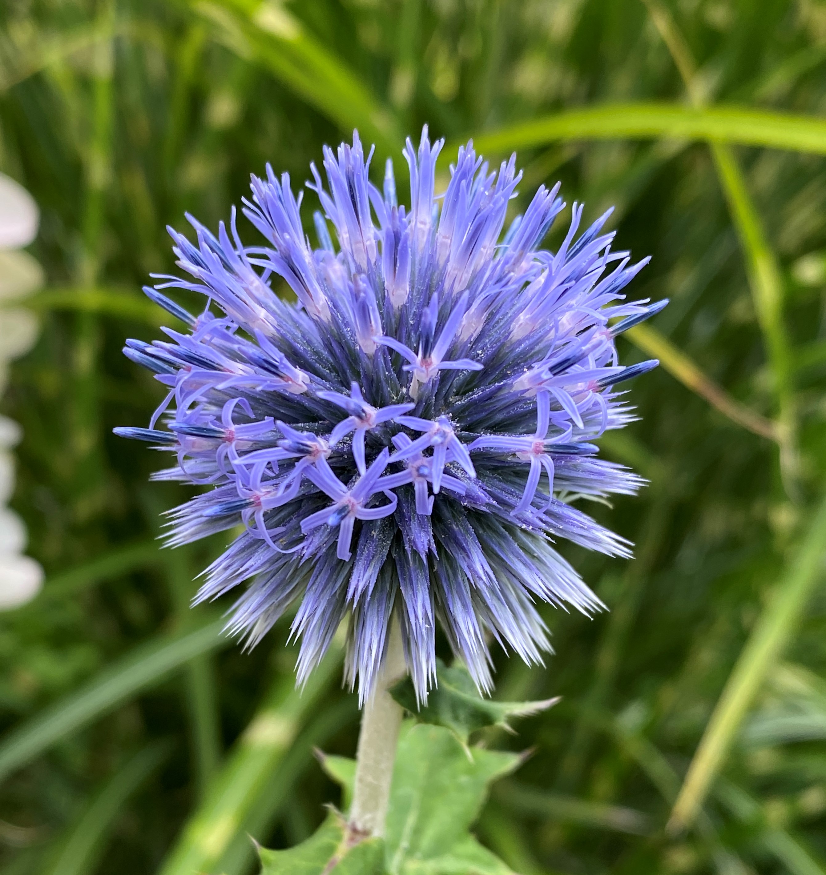 Bellevue Botanical Garden