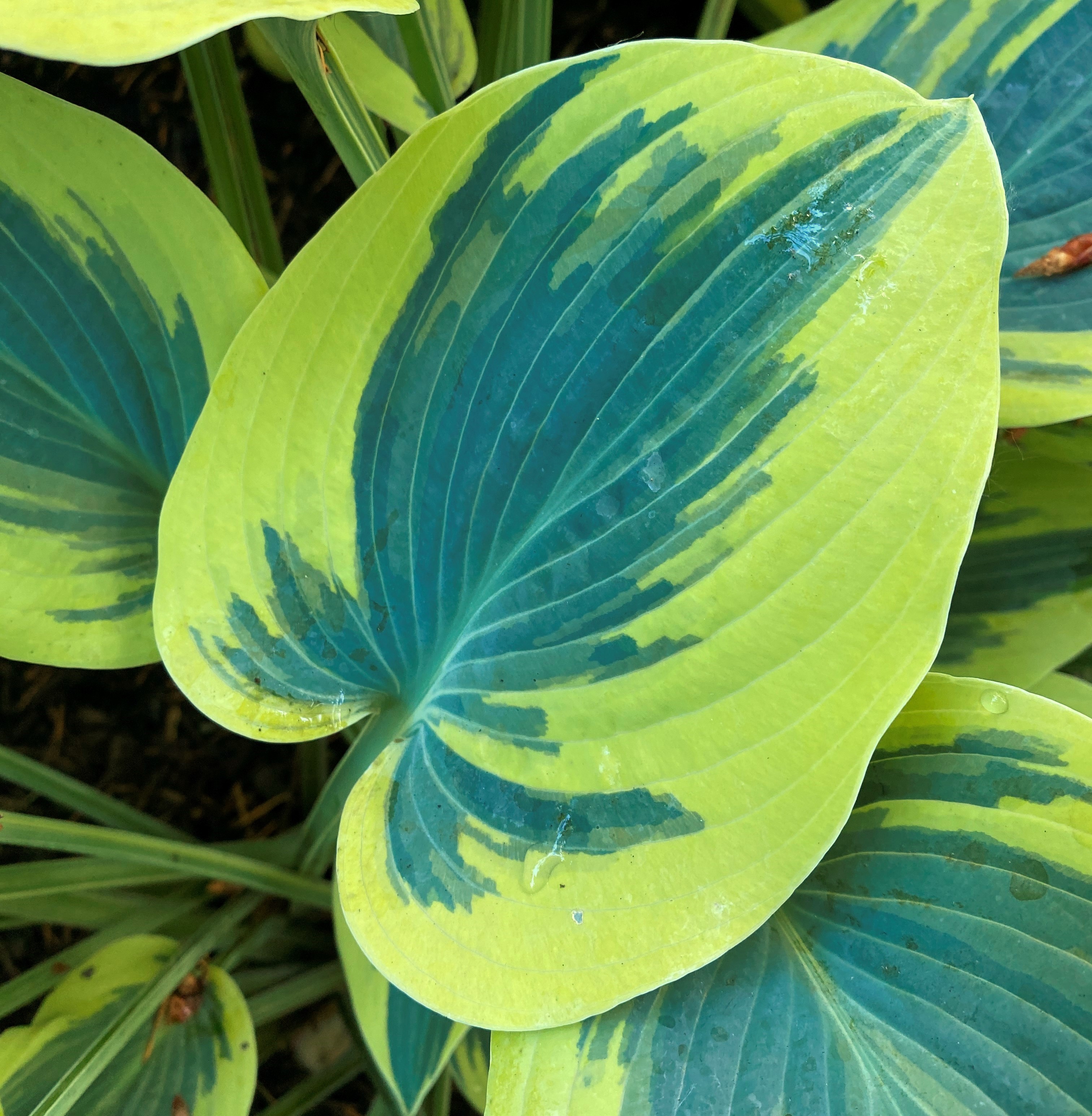 Bellevue botanical garden