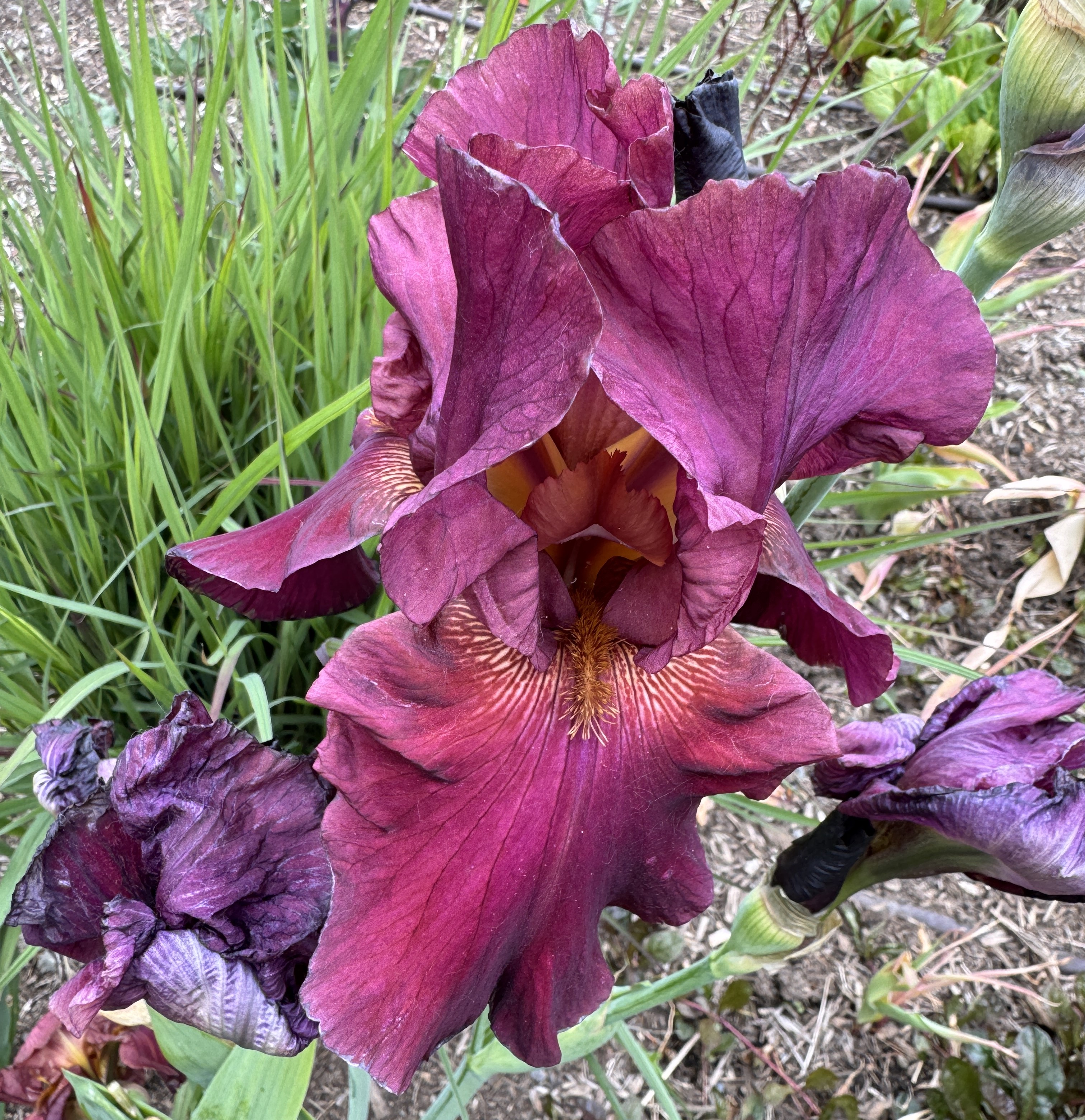 Bellevue Botanical Garden