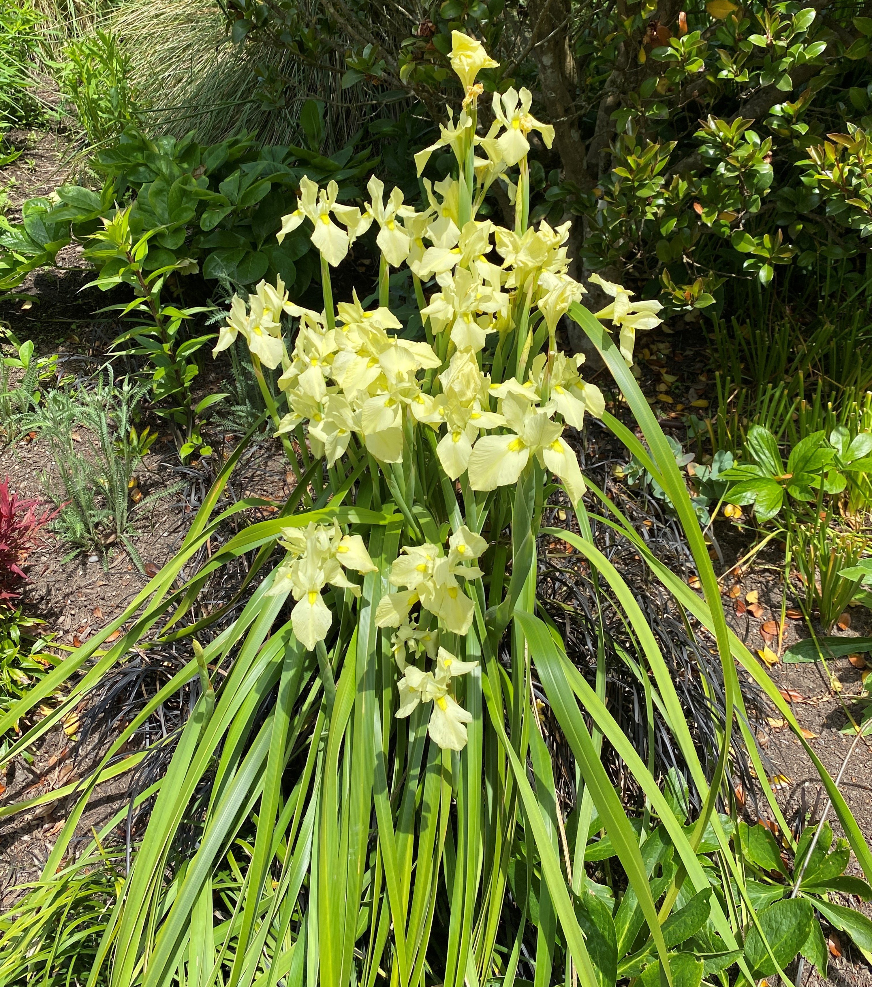 Bellevue Botanical Garden