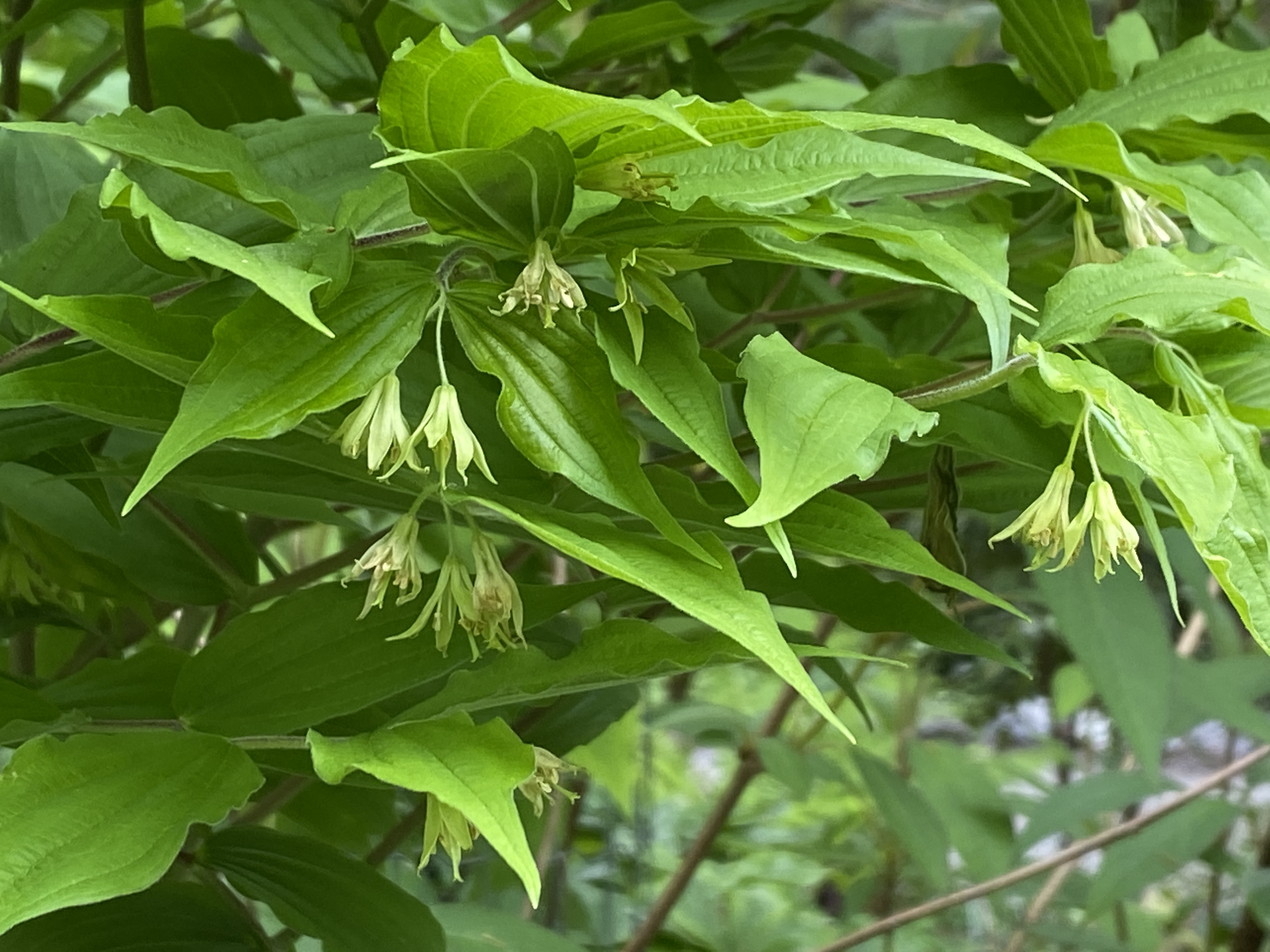 Bellevue Botanical Garden