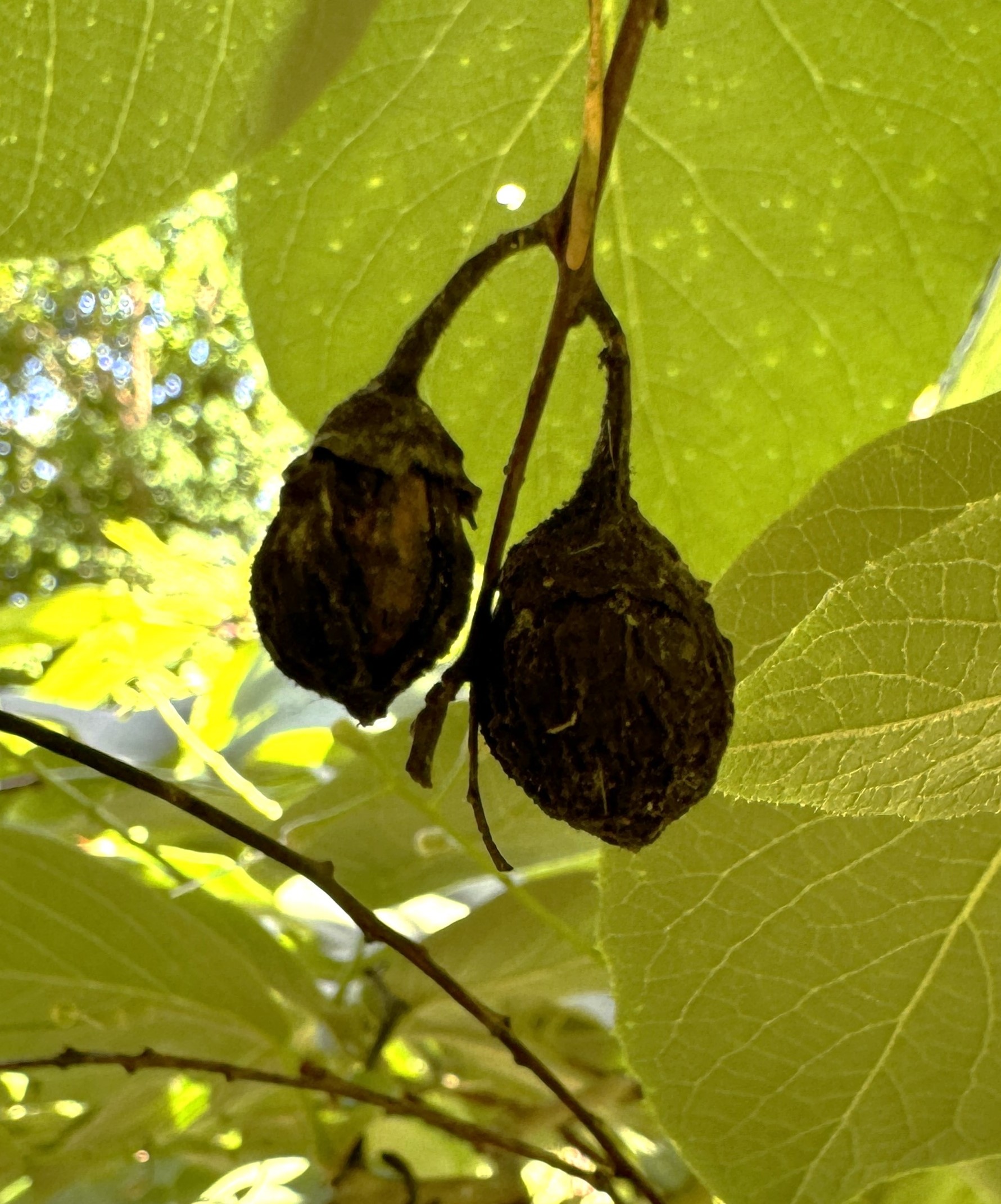 Bellevue Botanical Garden